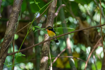 黃眉黃鶲 Narcissus Flycatcher
