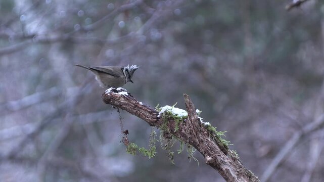 Cincia Dal Ciuffo, Parus cristatus	
