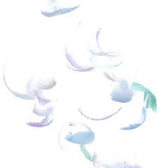 vector illustration of an feather