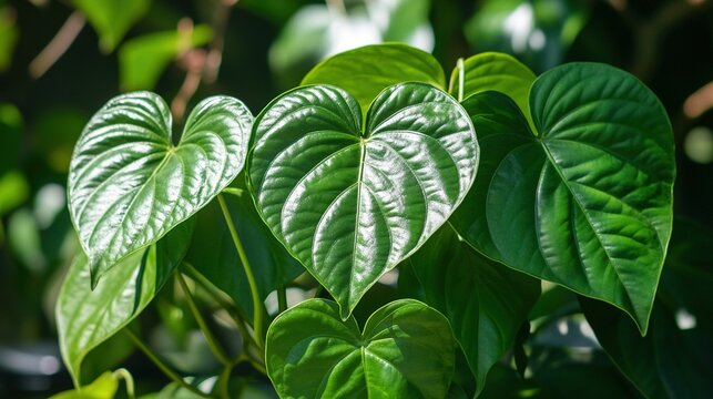 kava. Pacific islands kava pepper plant with heart-shaped leaves under tropical sunlight. gardening catalogs, home-decor guides, designed for home decor and floral branding.