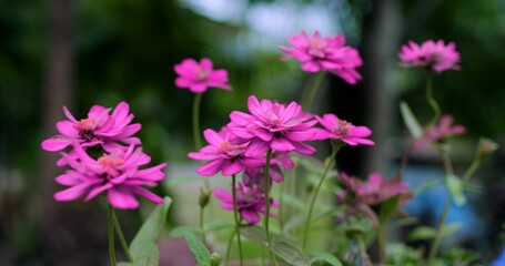 vibrant magenta blooms in garden closeup with stacked petals and crisp detail, radiant summer color palette,
