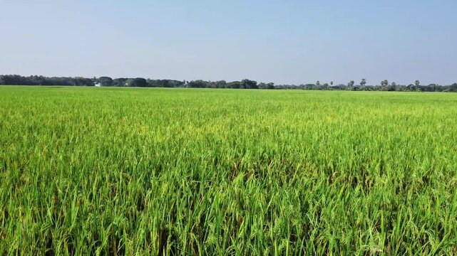 Green rice field in india. Indian rice farming close up view.