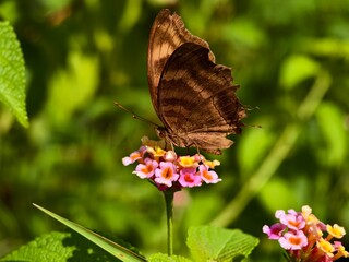 Butterflies are sucking the nectar of Camara lantana flowers