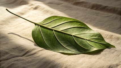 Artistic Minimalist Green Leaf on Textured Background – Premium Botanical Art Print