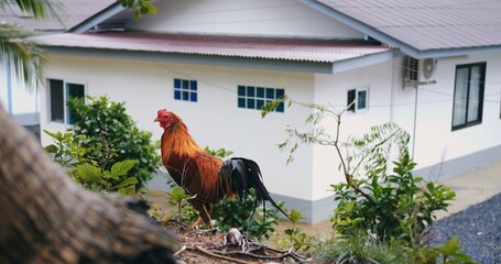 rooster perched on roof surveying neighborhood, bold silhouette against pale house, alert stance on eaves