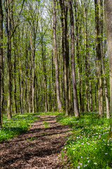 Beautiful forest pathway lined with lush green trees and blooming white flowers during springtime sunlight