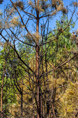 Blackened tree remnants among vibrant green foliage after a wildfire recovery in a forested area