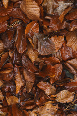 autumn leaves background