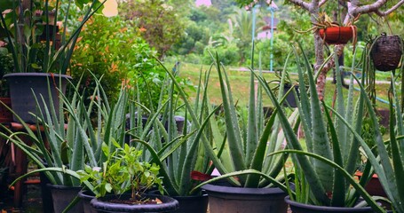 potted aloe plants on patio, rustic nursery setup with terracotta pots, bright morning light illuminating lush