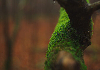 Green moss on the tree