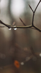 drops of dew on a branch