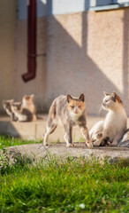 Family of kittens on a walk