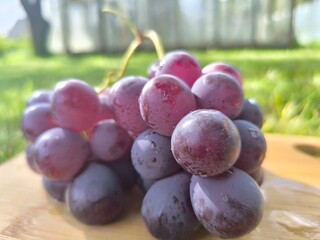 fresh pink grapes with water droplets visible on them. healthy eating concept