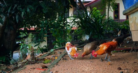 three roosters under tree pecking gravel near cottage, lively backyard scene with dense foliage, colorful