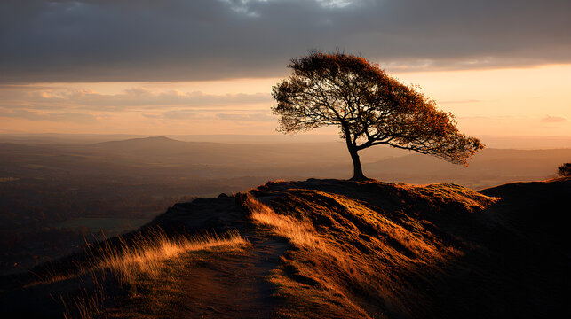 Golden Tree Alone on Sunset Hilltop with Long Shadows
