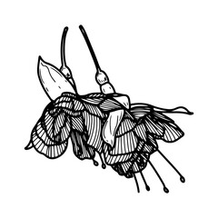 Fuchsia flower buds. Hand drawn sketch vector. Leaves and lush petals of flowering bush on a branch. Natural plant. Botany. Tropical flora. Botanical illustration. Engraved line art.