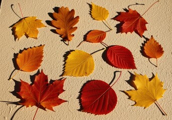 Obraz premium A collection of colorful autumn leaves, showcasing various shapes and hues, arranged on a textured surface.