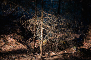 Dry young conifer tree in a dark forest, illuminated by sunlight, showing forest decline and natural woodland atmosphere.

