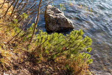 Mountain pine growing on a rocky lakeshore with clear water and sunlight in the High Tatras.