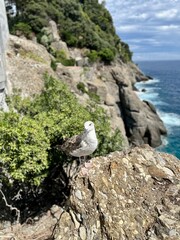 seagull on the rocks