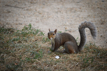 Close-up of a squirrel displaying animal behavior and nature wildlife.