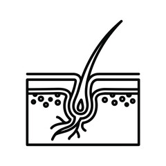 Illustration of hair follicle in skin, isolated on for medical or beauty content