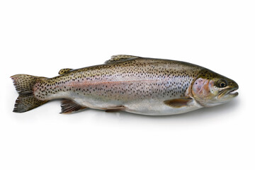 Fototapeta premium Whole Rainbow Trout Fish Isolated on White Background whole fish seafood