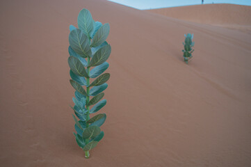 A young Calotropis procera (apple of sodom) plant photographed in the harsh conditions of the desert.	
