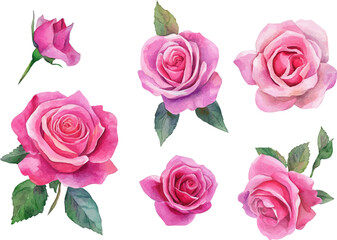 set of pink roses