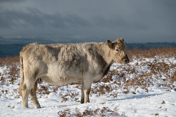 Young cow on snowy Dartmoor