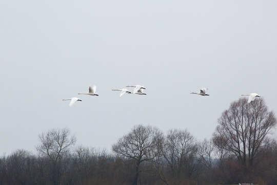swans flying in the sky 