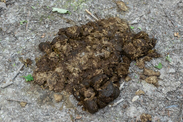Horse droppings scattered on a dirt trail in a rural area indicating recent equine activity during a sunny day