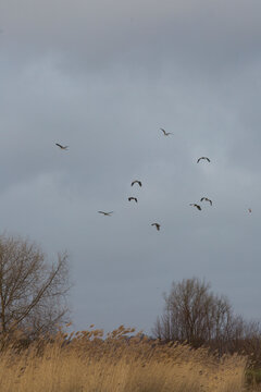 spring birds migration