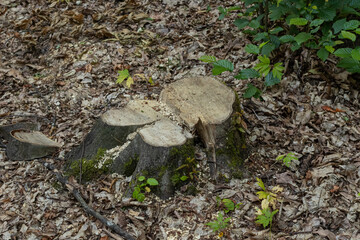 Tree stump surrounded by fallen leaves and small plants in a forested area during daylight