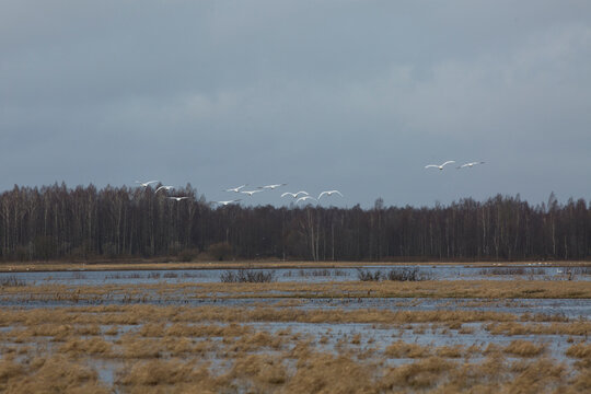 swan migration in the blue sky