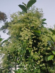 Teak flower blooming in abundance