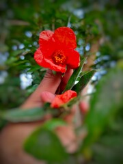 Pomegranate flower in hand image