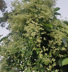 Blossom clusters on a green vine
