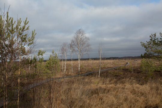 Autumn Moor Landscape with Wooden Walkway and Bare Trees Under Overcast Sky