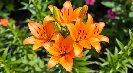 Fototapeta premium Stunning closeup of bright orange lily flowers blossoming in a vibrant green garden on a sunny day