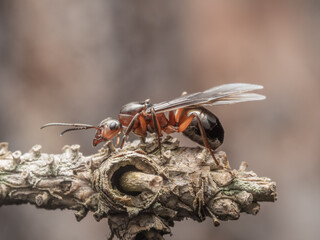 Es handelt sich um eine seitliche Nahaufnahme einer gefl&uuml;gelten Ameisenk&ouml;nigin der Waldameisen (Formica polyctena). Sie sitzt auf einem kleinen Zweig vor neutralem Hintergrund.