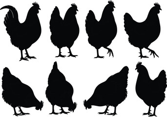 Vector Collection of Chicken and Rooster Silhouettes Illustrating Farm Poultry, Hens, and Cockerels in Various Standing and Foraging Poses for Agriculture
