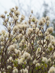 Aufnahme eines wei&szlig; bl&uuml;henden Strauchs des Gro&szlig;en Federbuschstrauchs (Fothergilla major).