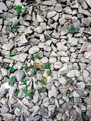 River Stone Texture Background with Some Weeds