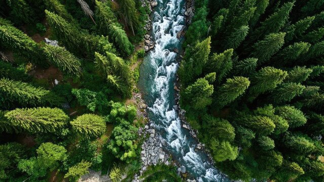Aerial view of a narrow turquoise river cutting through a dense evergreen forest, with rocky banks and white-water rapids. Concept Aerial river view, Turquoise water, Dense evergreen forest - Powered by Adobe