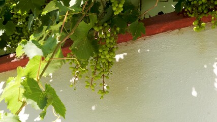 Close-up green unripe grapes on vine against white house wall, highlighting natural textures, early summer growth, peaceful vineyard atmosphere. Ideal for gardening, agriculture and culinary content - Powered by Adobe