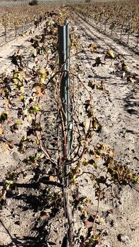 Vi&ntilde;edo en invierno con riego por goteo apagado