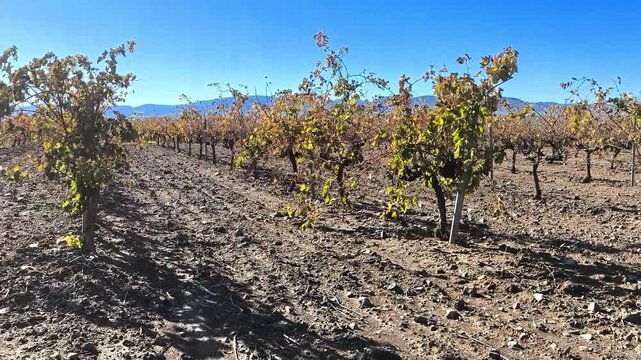Trabajos de vendimia despu&eacute;s de la cosecha