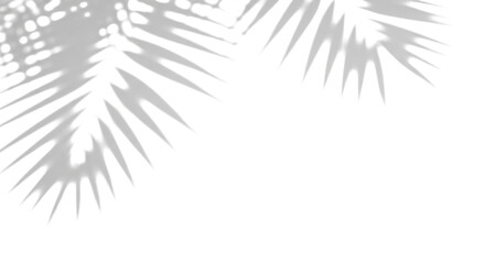 Soft shadows of palm leaves on a transparent background, serene and minimalist aesthetic for overlays, mockups, design, isolated on transparent background