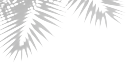 Soft shadows of palm leaves on a transparent background, serene and minimalist aesthetic for overlays, mockups, design, isolated on transparent background